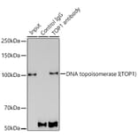 Western Blot - Anti-Topoisomerase I Antibody [ARC0708] (A307759) - Antibodies.com