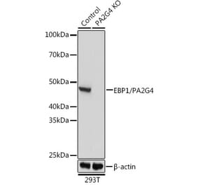 Western Blot - Anti-EBP1 Antibody (A307760) - Antibodies.com
