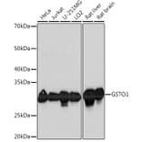 Western Blot - Anti-glutathione S transferase Omega 1/p28 Antibody [ARC1128] (A307761) - Antibodies.com