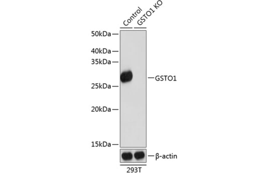 Western Blot - Anti-glutathione S transferase Omega 1/p28 Antibody (A307762) - Antibodies.com