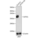 Western Blot - Anti-glutathione S transferase Omega 1/p28 Antibody (A307762) - Antibodies.com