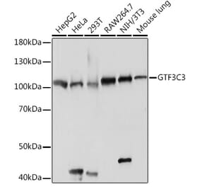Western Blot - Anti-Gtf3c3 Antibody (A307763) - Antibodies.com