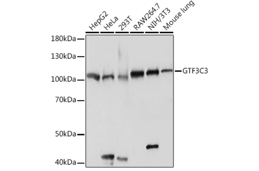 Western Blot - Anti-Gtf3c3 Antibody (A307763) - Antibodies.com
