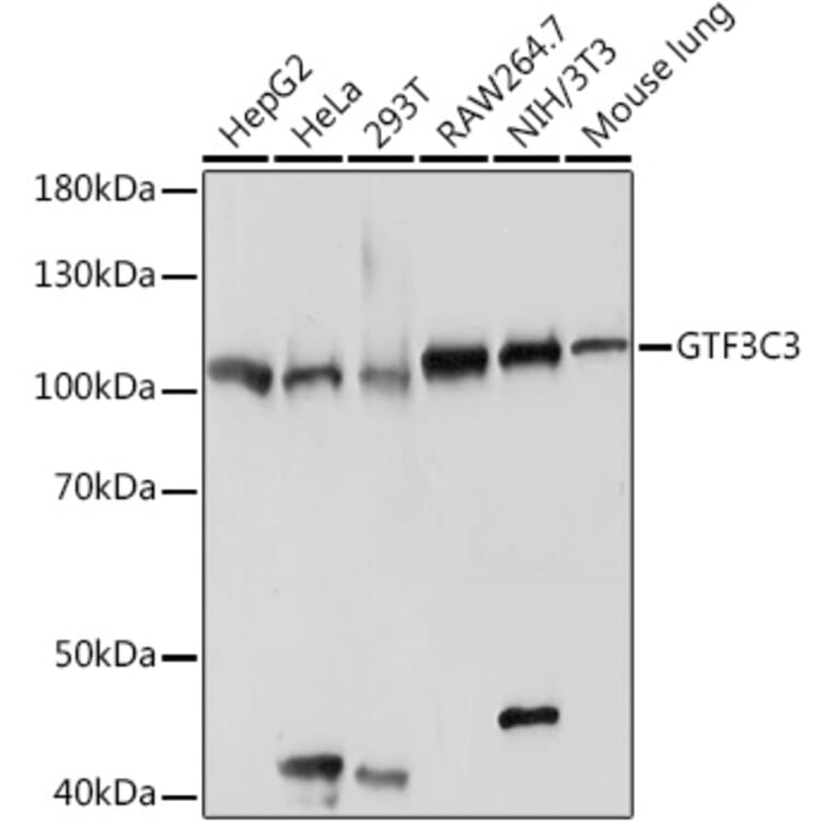 Western Blot - Anti-Gtf3c3 Antibody (A307763) - Antibodies.com