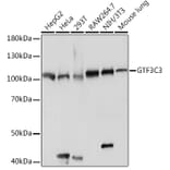Western Blot - Anti-Gtf3c3 Antibody (A307763) - Antibodies.com