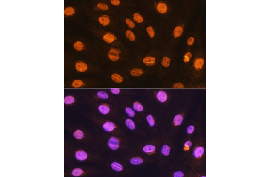 Immunofluorescence - Anti-Gtf3c3 Antibody (A307763) - Antibodies.com
