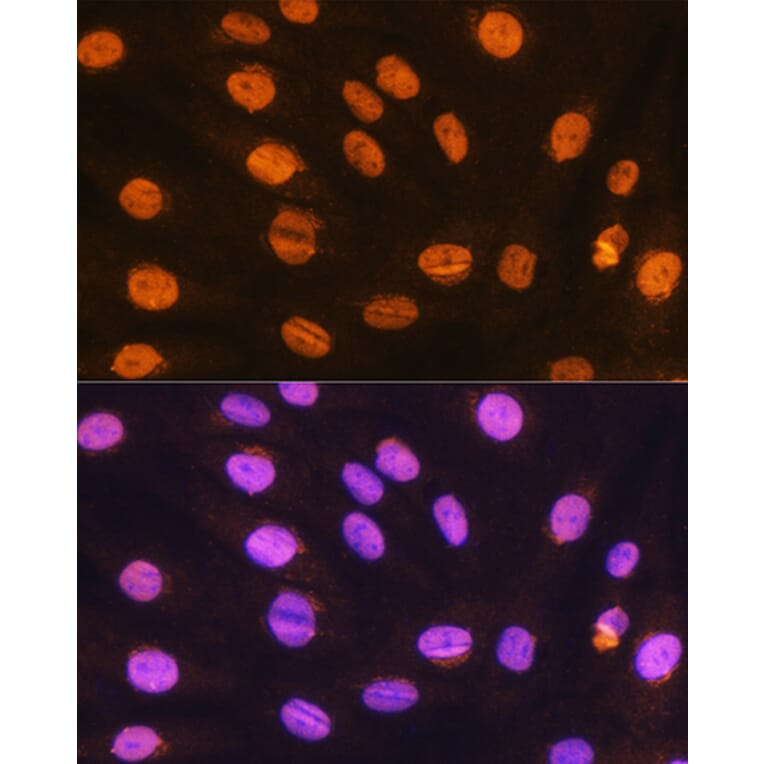 Immunofluorescence - Anti-Gtf3c3 Antibody (A307763) - Antibodies.com