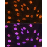 Immunofluorescence - Anti-Gtf3c3 Antibody (A307763) - Antibodies.com