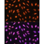 Immunofluorescence - Anti-Gtf3c3 Antibody (A307763) - Antibodies.com