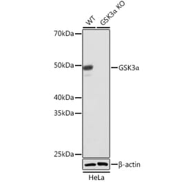 Western Blot - Anti-GSK3 alpha Antibody [ARC0462] (A307767) - Antibodies.com