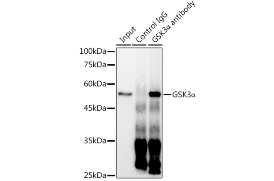 Western Blot - Anti-GSK3 alpha Antibody [ARC0462] (A307767) - Antibodies.com