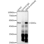 Western Blot - Anti-GSK3 alpha Antibody [ARC0462] (A307767) - Antibodies.com