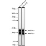 Western Blot - Anti-Caveolin 1 Antibody [ARC50848] (A307768) - Antibodies.com
