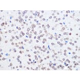 Immunohistochemistry - Anti-UBE2I/UBC9 Antibody [ARC0996] (A307773) - Antibodies.com