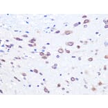 Immunohistochemistry - Anti-UBE2I/UBC9 Antibody [ARC0996] (A307773) - Antibodies.com
