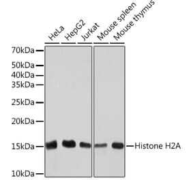 Western Blot - Anti-Histone H2A Antibody [ARC2072] (A307778) - Antibodies.com