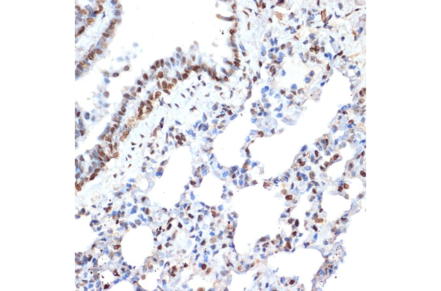 Immunohistochemistry - Anti-Histone H2A Antibody [ARC2072] (A307778) - Antibodies.com