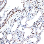 Immunohistochemistry - Anti-Histone H2A Antibody [ARC2072] (A307778) - Antibodies.com
