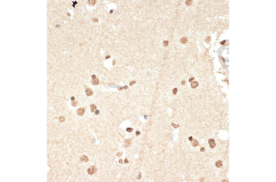 Immunohistochemistry - Anti-Histone H2A Antibody [ARC2072] (A307778) - Antibodies.com