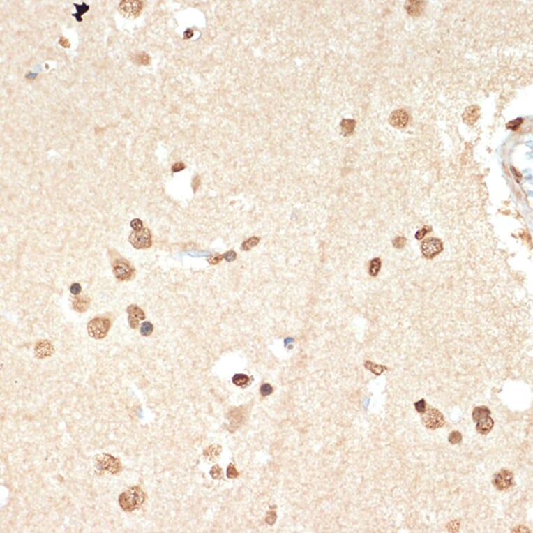 Immunohistochemistry - Anti-Histone H2A Antibody [ARC2072] (A307778) - Antibodies.com