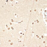 Immunohistochemistry - Anti-Histone H2A Antibody [ARC2072] (A307778) - Antibodies.com