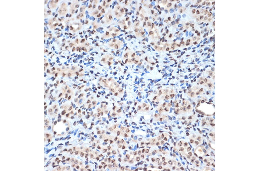 Immunohistochemistry - Anti-Histone H2A Antibody [ARC2072] (A307778) - Antibodies.com