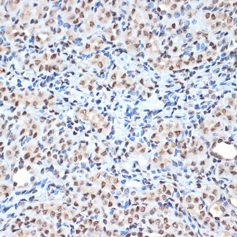 Immunohistochemistry - Anti-Histone H2A Antibody [ARC2072] (A307778) - Antibodies.com