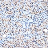 Immunohistochemistry - Anti-Histone H2A Antibody [ARC2072] (A307778) - Antibodies.com