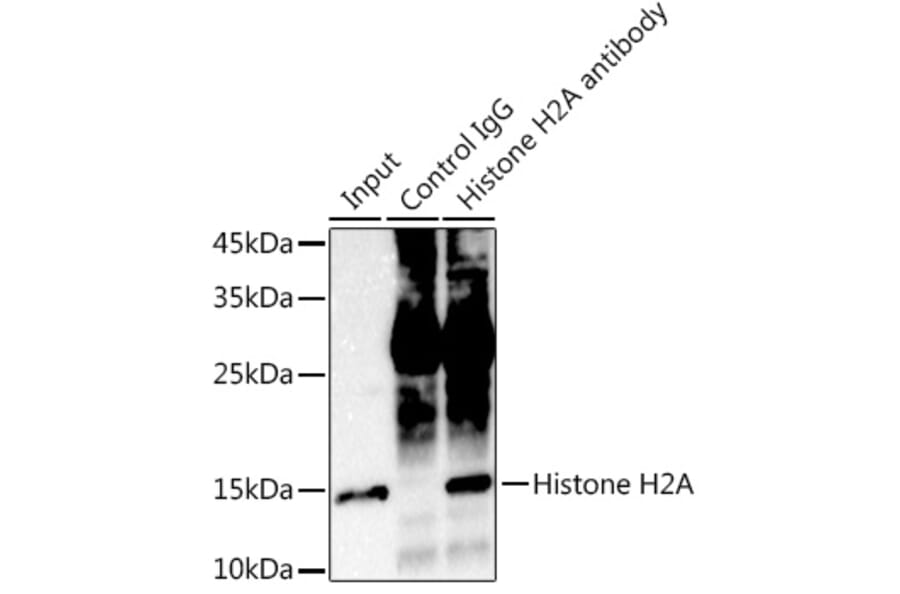 Western Blot - Anti-Histone H2A Antibody [ARC2072] (A307778) - Antibodies.com
