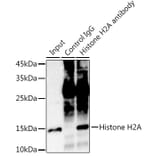 Western Blot - Anti-Histone H2A Antibody [ARC2072] (A307778) - Antibodies.com