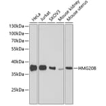 Western Blot - Anti-BRAF35 Antibody (A307781) - Antibodies.com
