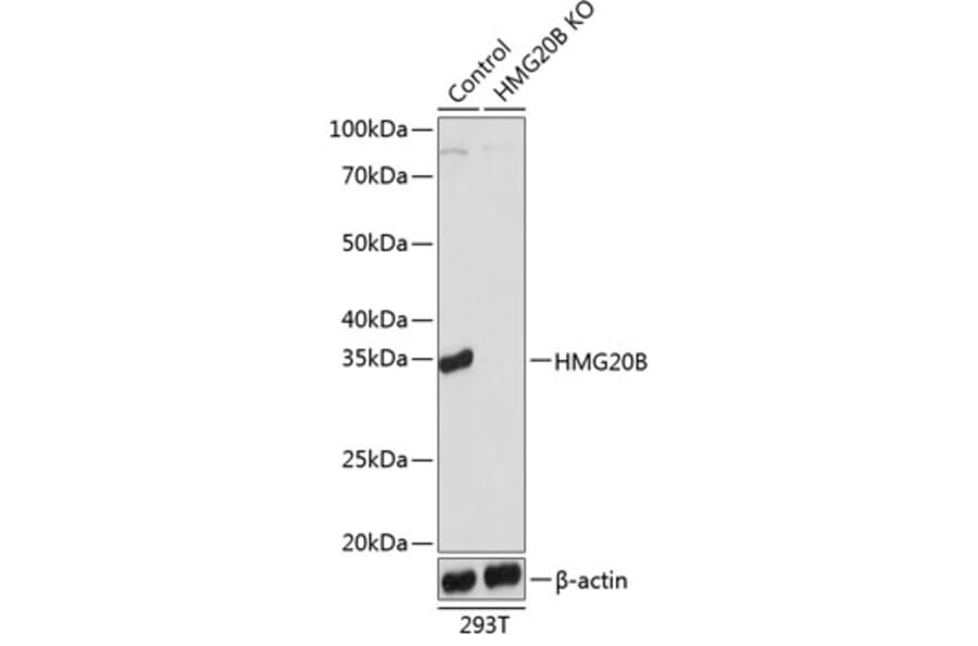 Western Blot - Anti-BRAF35 Antibody (A307782) - Antibodies.com