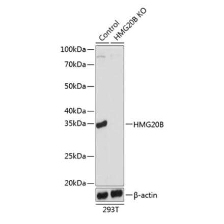 Western Blot - Anti-BRAF35 Antibody (A307782) - Antibodies.com