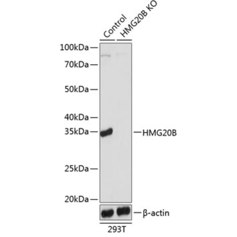 Western Blot - Anti-BRAF35 Antibody (A307782) - Antibodies.com
