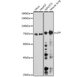 Western Blot - Anti-LPP Antibody [ARC2381] (A307783) - Antibodies.com