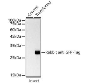Western Blot - Anti-GFP Antibody [ARC50809] (A307789) - Antibodies.com