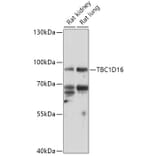 Western Blot - Anti-TBC1D16 Antibody (A307794) - Antibodies.com