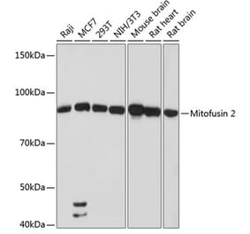 Western Blot - Anti-Mitofusin 2 Antibody [ARC0157] (A307796) - Antibodies.com