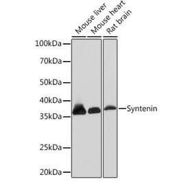 Western Blot - Anti-Syntenin Antibody [ARC1410] (A307803) - Antibodies.com