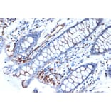 Immunohistochemistry - Anti-Syntenin Antibody [ARC1410] (A307803) - Antibodies.com