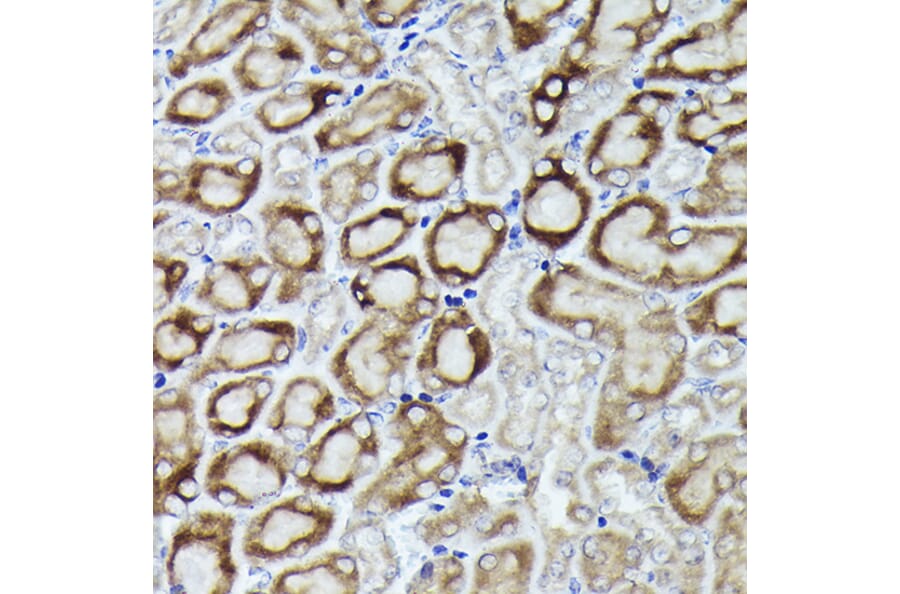 Immunohistochemistry - Anti-RPL19 Antibody (A307804) - Antibodies.com