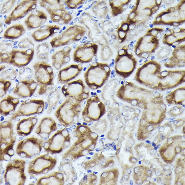 Immunohistochemistry - Anti-RPL19 Antibody (A307804) - Antibodies.com