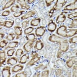 Immunohistochemistry - Anti-RPL19 Antibody (A307804) - Antibodies.com