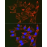 Immunofluorescence - Anti-RPL19 Antibody (A307804) - Antibodies.com