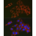 Immunofluorescence - Anti-RPL19 Antibody (A307804) - Antibodies.com