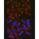 Immunofluorescence - Anti-RPL19 Antibody (A307804) - Antibodies.com