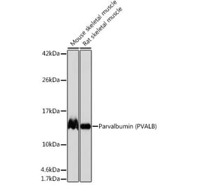 Western Blot - Anti-Parvalbumin Antibody [ARC0385] (A307807) - Antibodies.com
