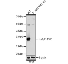 Western Blot - Anti-HuR / ELAVL1 Antibody [ARC0101] (A307808) - Antibodies.com