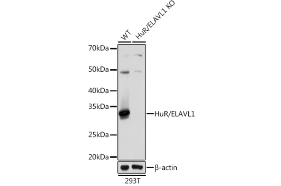 Western Blot - Anti-HuR/ELAVL1 Antibody [ARC0101] (A307808) - Antibodies.com