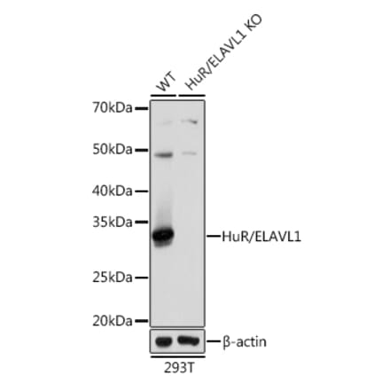 Western Blot - Anti-HuR/ELAVL1 Antibody [ARC0101] (A307808) - Antibodies.com